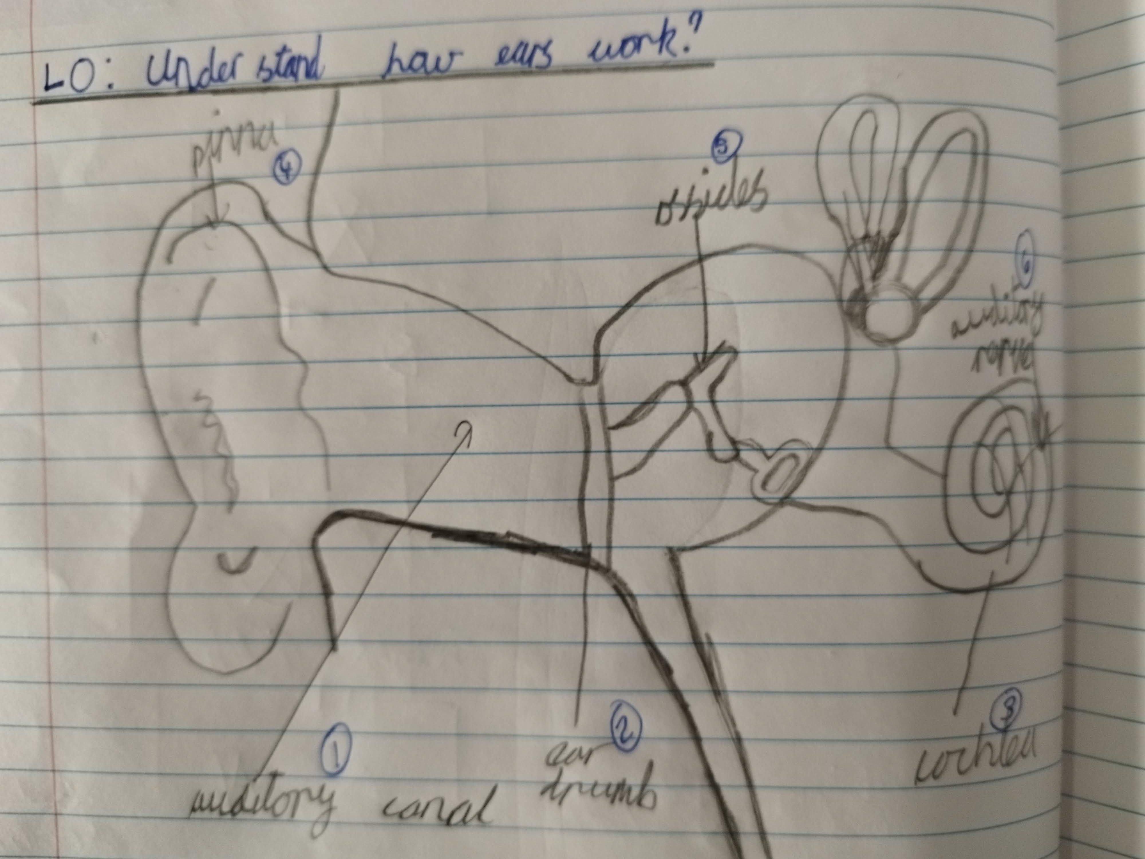 Cross Curricular Science and Art. Picture / diagram of the ear. 